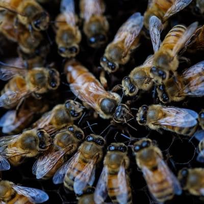 女王蜂を取り囲む働き蜂（養蜂）の写真