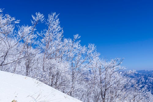 霧氷の木々（赤城山）の写真