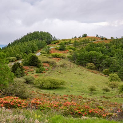 高原に咲くレンゲツツジ（美ヶ原）の写真
