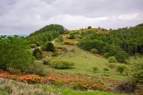 高原に咲くレンゲツツジ（美ヶ原）の写真