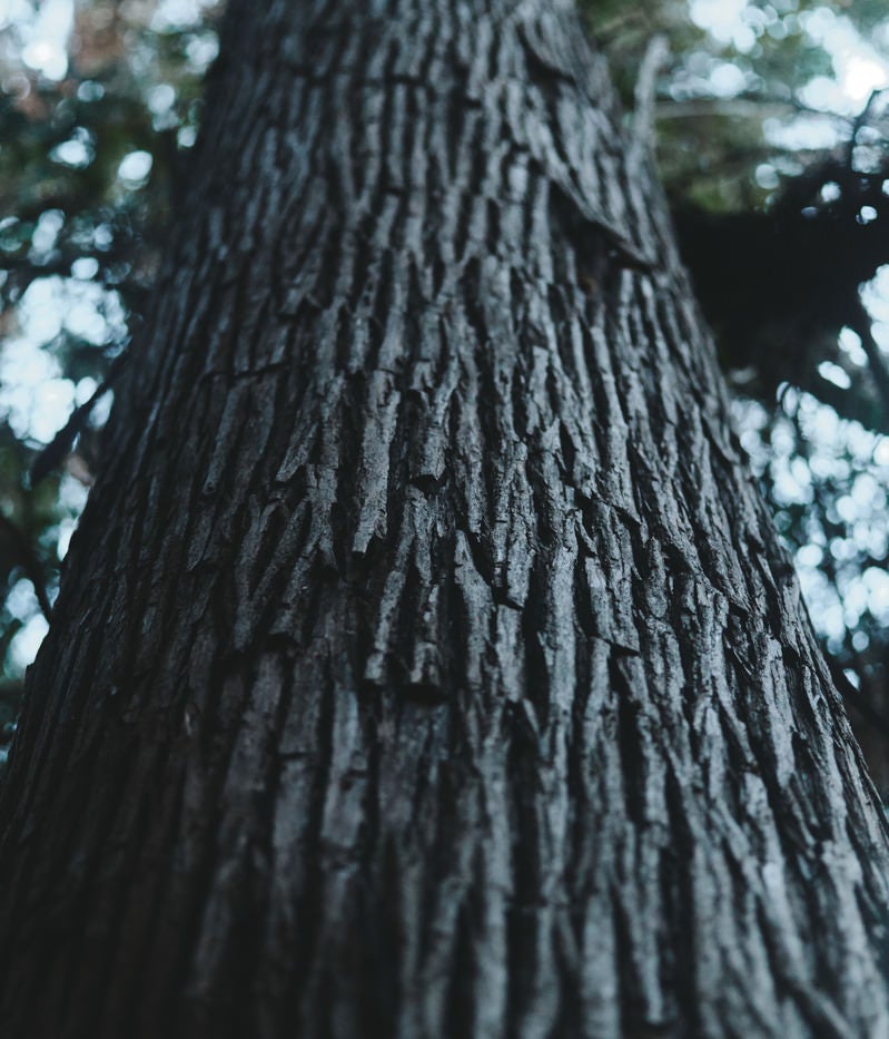 「木の幹を見上げる」の写真