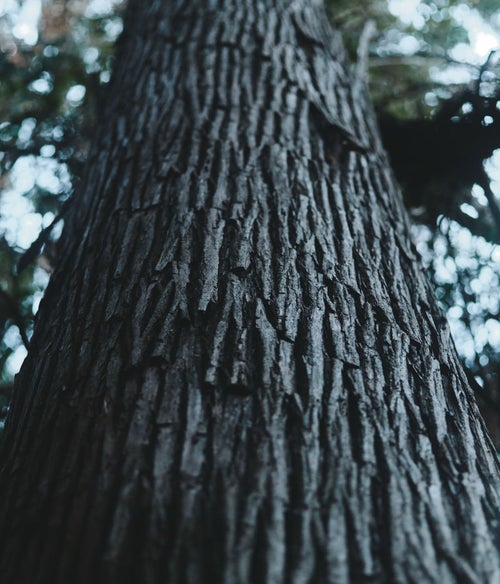 木の幹を見上げるの写真