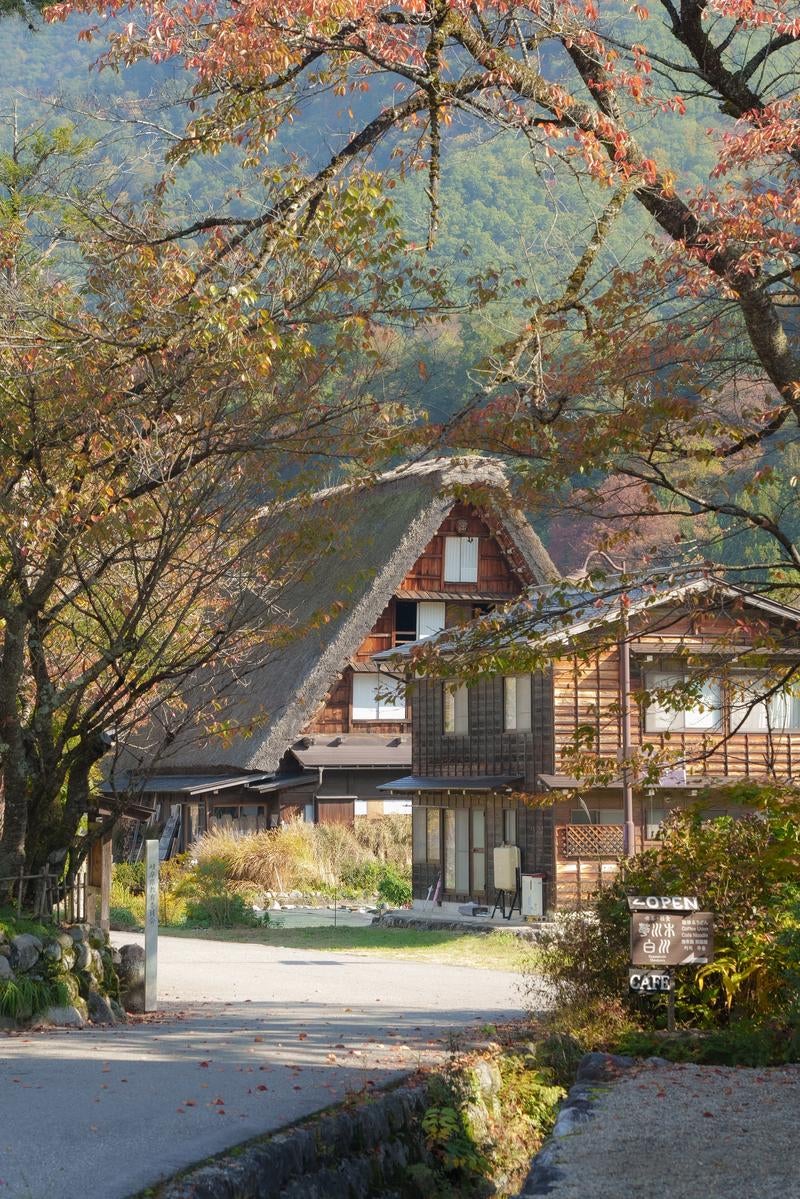 「秋の岐阜県白川郷合掌造りの家」の写真