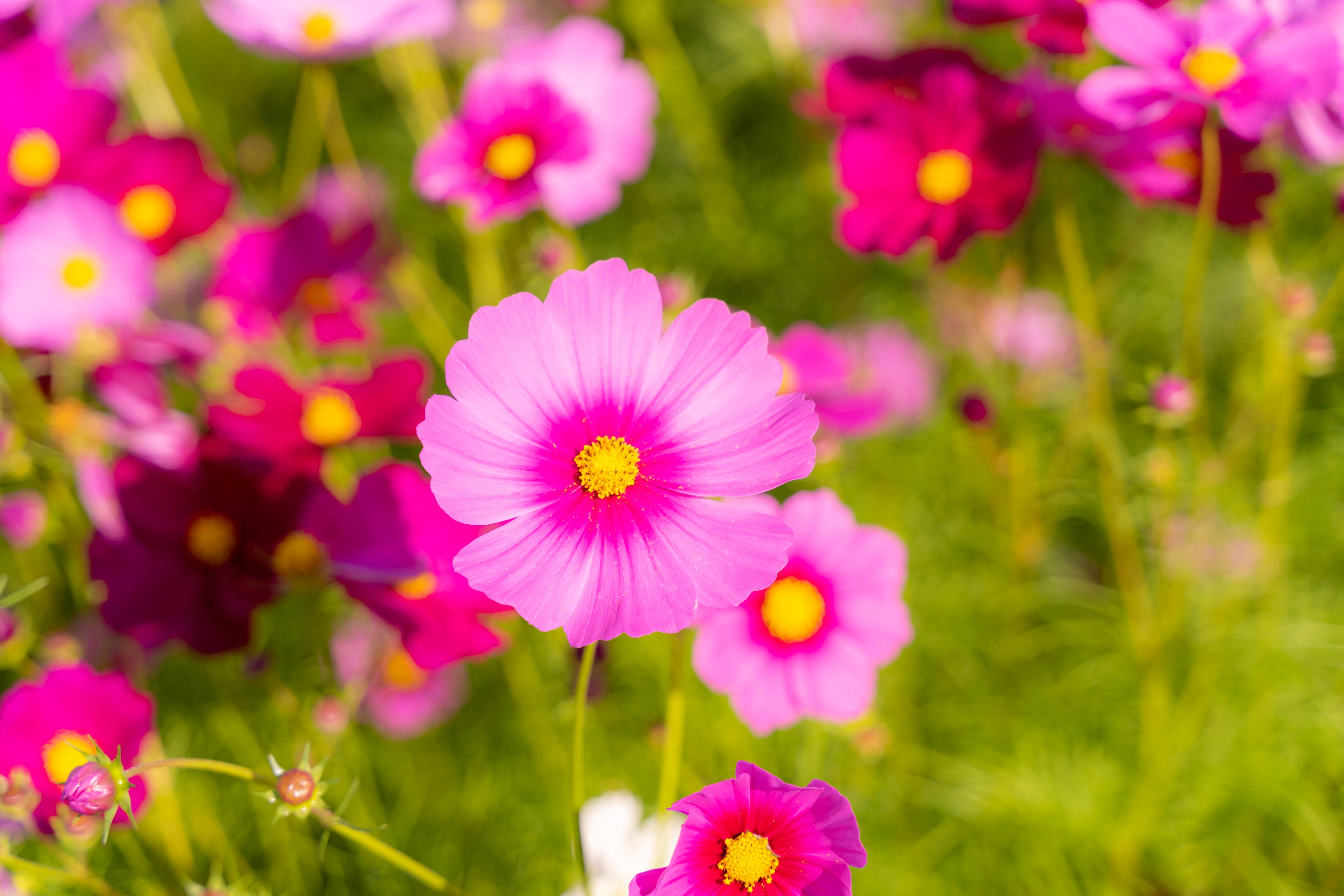 花開く秋桜の無料写真素材 - ID.41814｜ぱくたそ