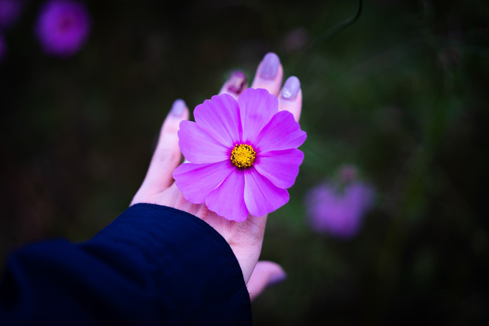 「手のひらとコスモスの花」の写真