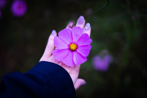 手のひらとコスモスの花の写真