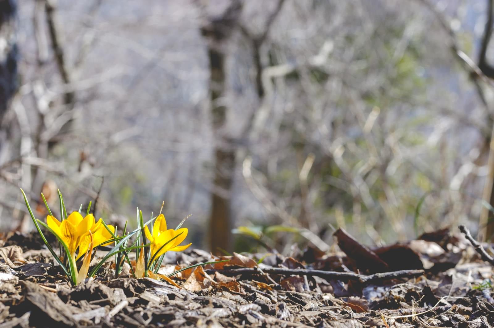 「春を告げるクロッカス」の写真