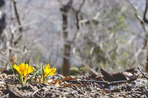 春を告げるクロッカスの写真
