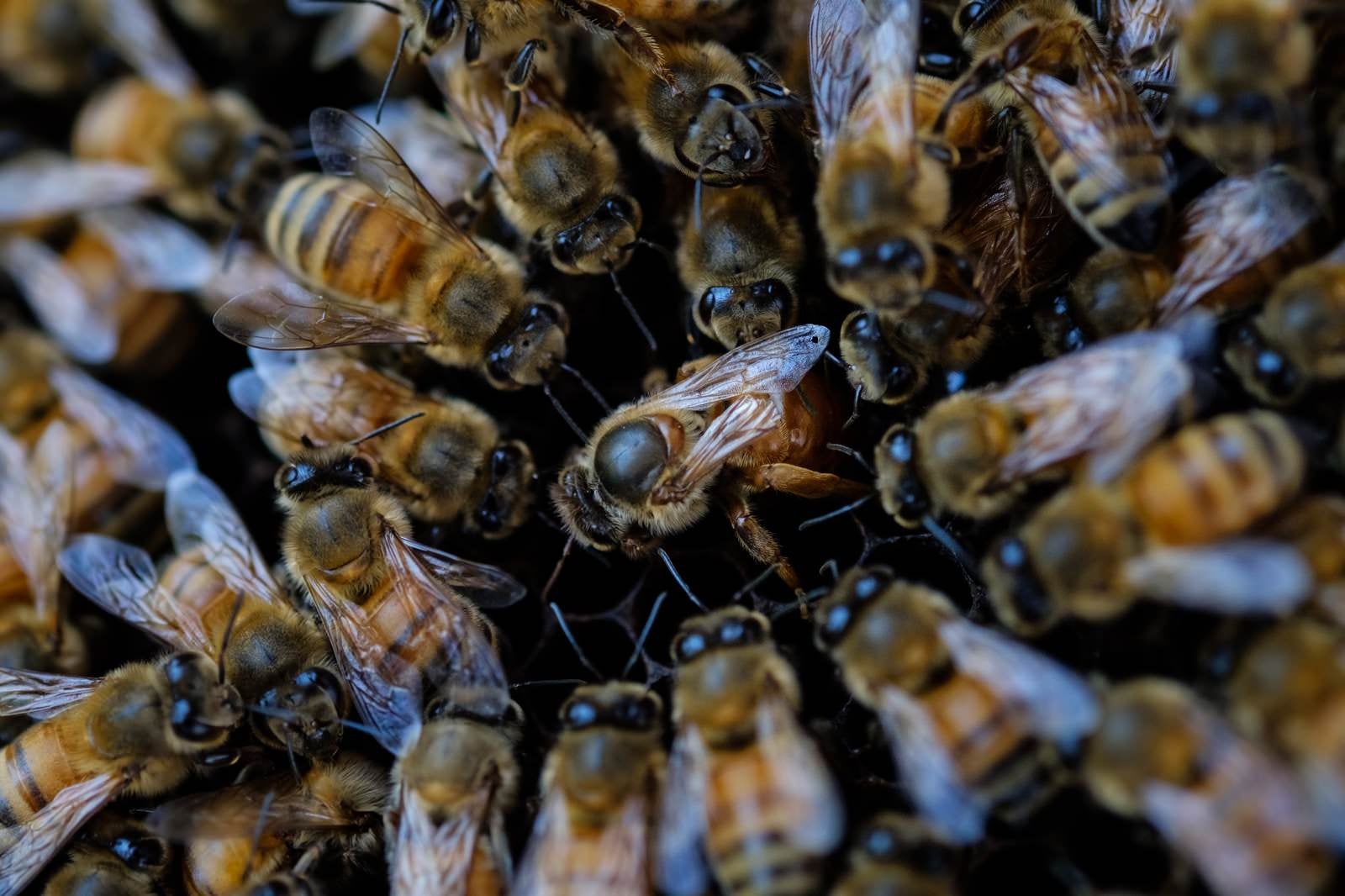 「ミツバチ（セイヨウミツバチ）ロイヤルコート」の写真
