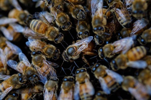 ミツバチ（セイヨウミツバチ）ロイヤルコートの写真