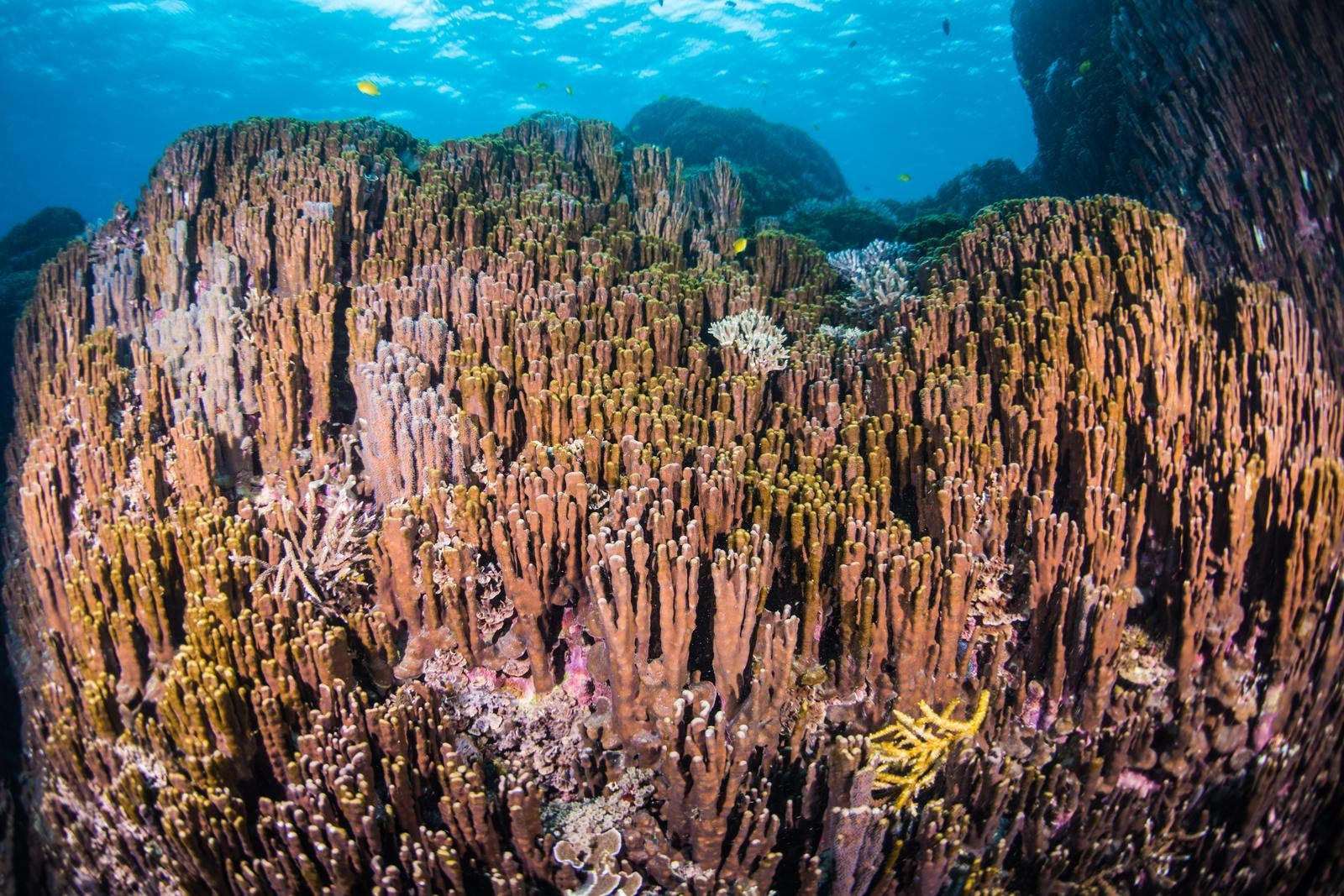 「大浦湾の古代サンゴ（アオサンゴ・青珊瑚の群生）」の写真