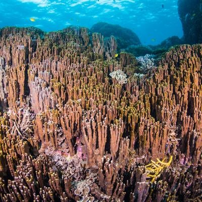 大浦湾の古代サンゴ（アオサンゴ・青珊瑚の群生）の写真