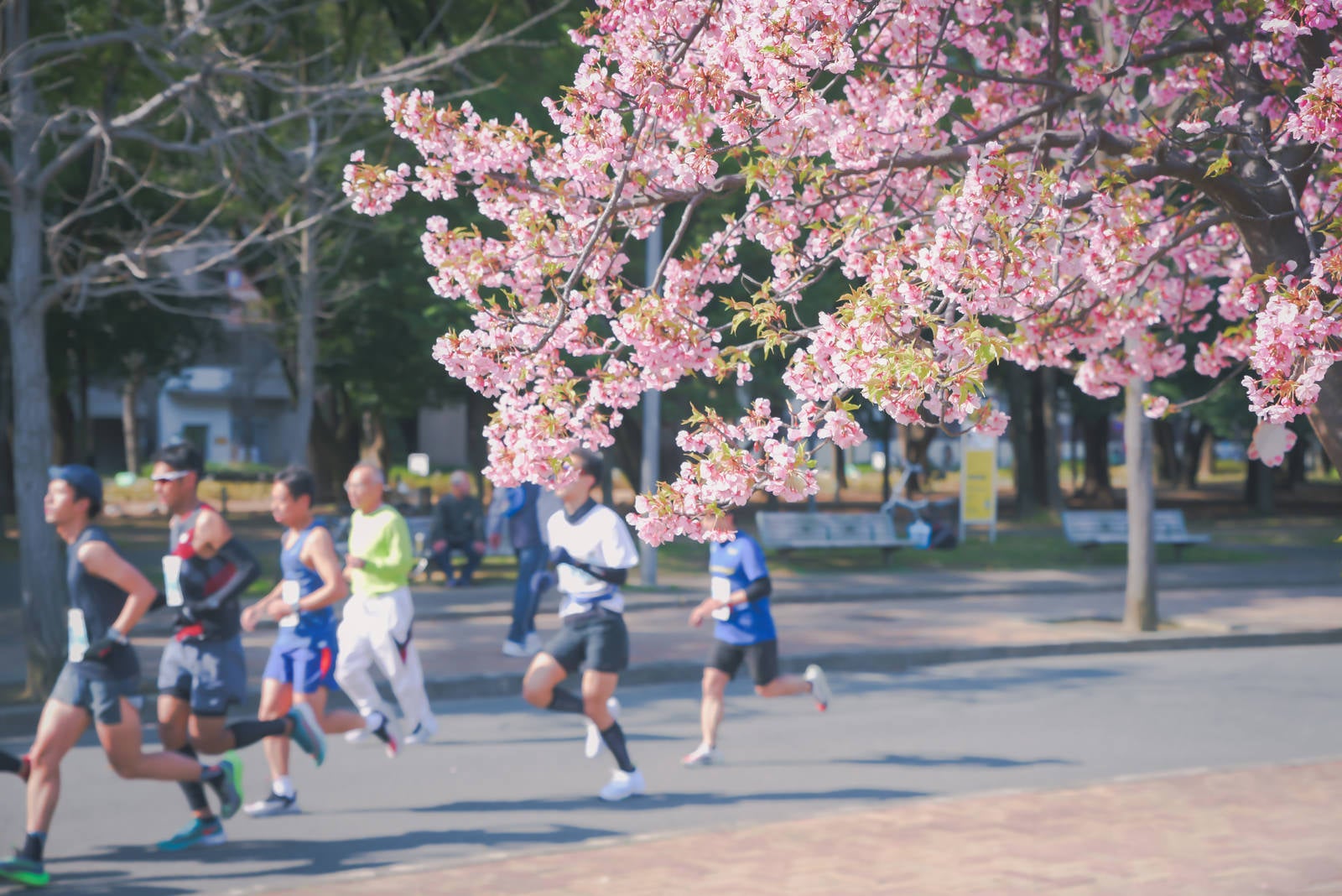 「桜の季節と市民マラソン」の写真