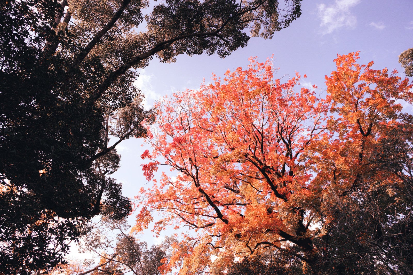 「紅葉した木々と空」の写真