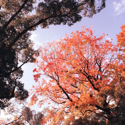 紅葉した木々と空の写真