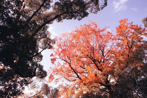 紅葉した木々と空の写真
