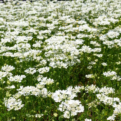 一面の白い花畑の写真