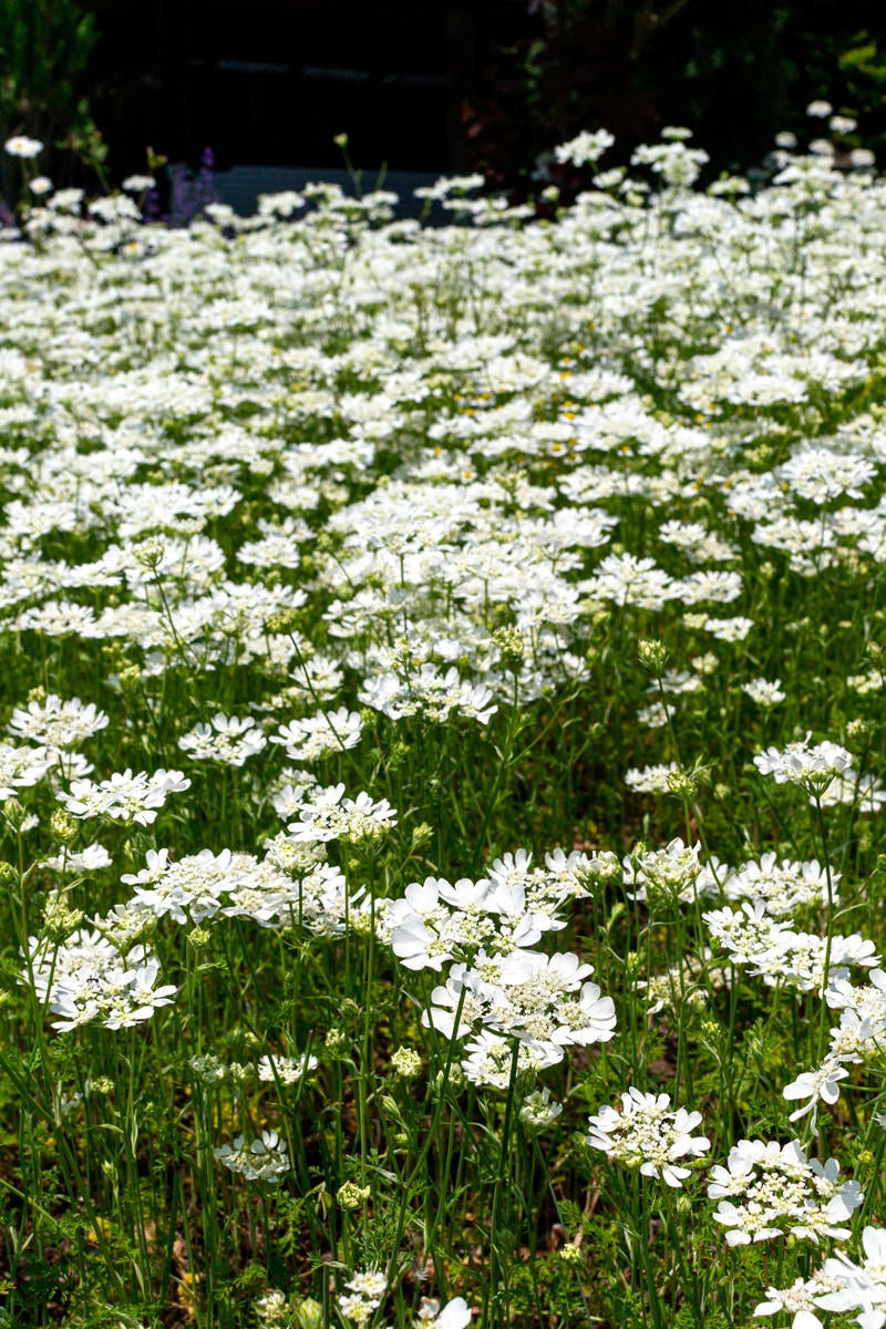 「一面の白い花畑」の写真