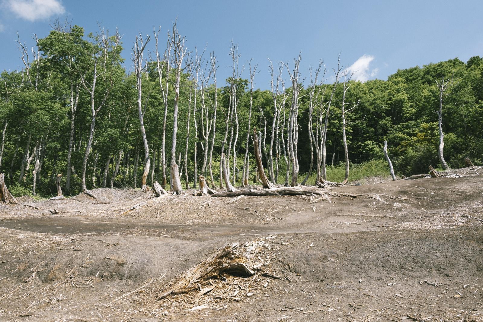 「火山ガスで枯れた立ち枯れの木々」の写真