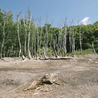 火山ガスで枯れた立ち枯れの木々の写真