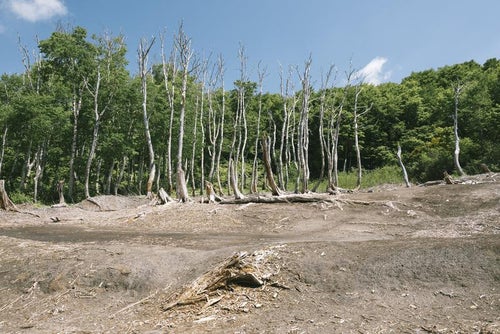 火山ガスで枯れた立ち枯れの木々の写真