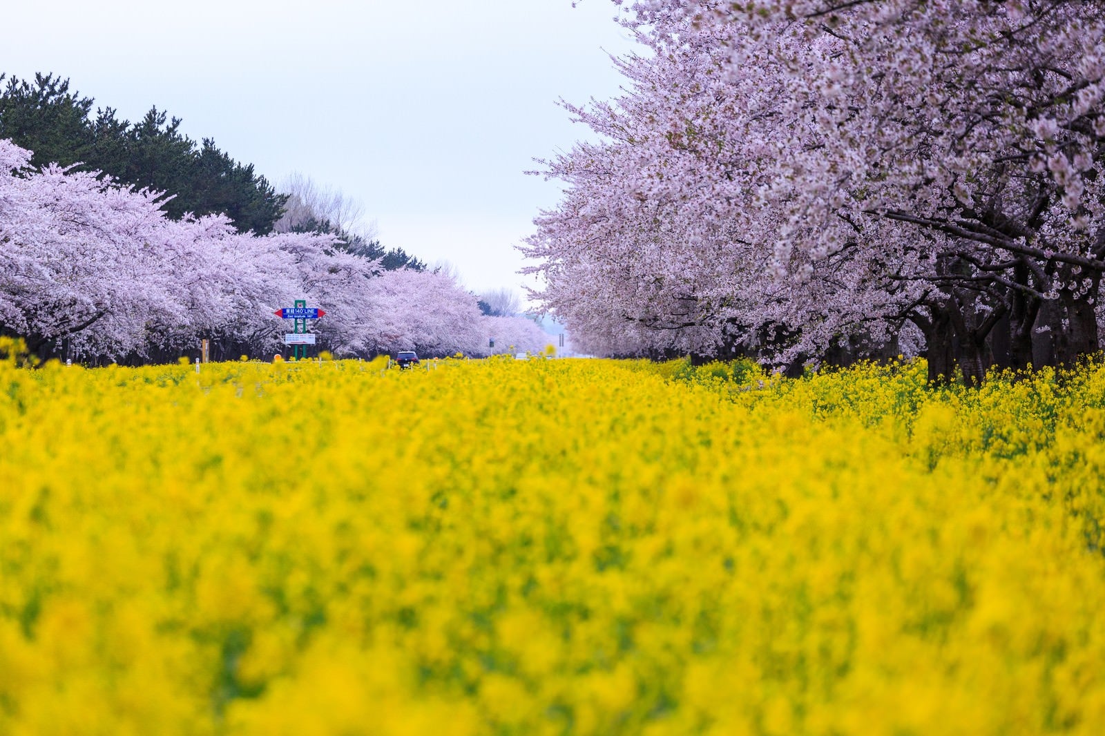 「桜と菜の花の境界線」の写真