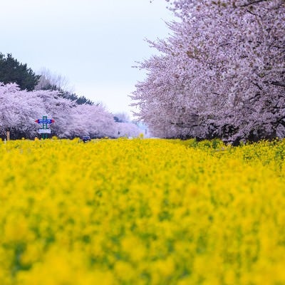 桜と菜の花の境界線の写真