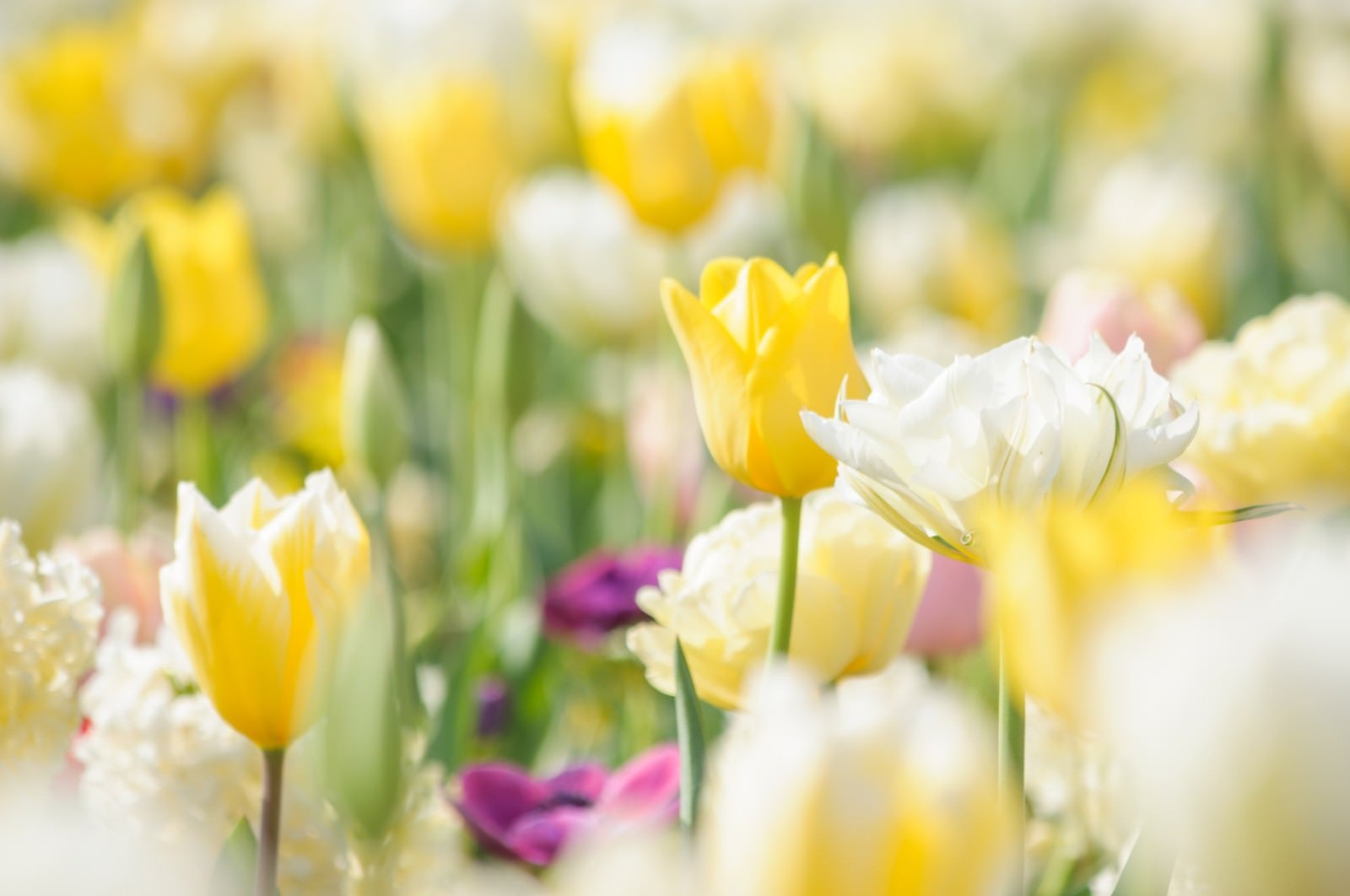 「春色花壇（チューリップ）」の写真