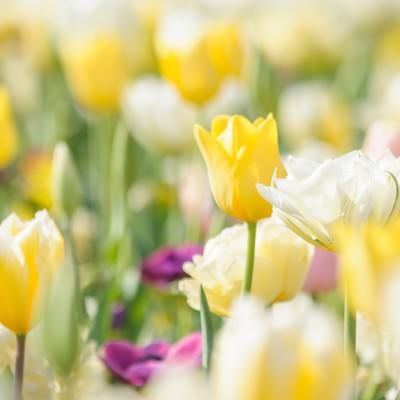 春色花壇（チューリップ）の写真