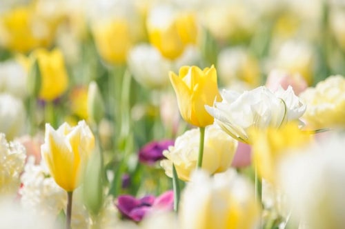 春色花壇（チューリップ）の写真