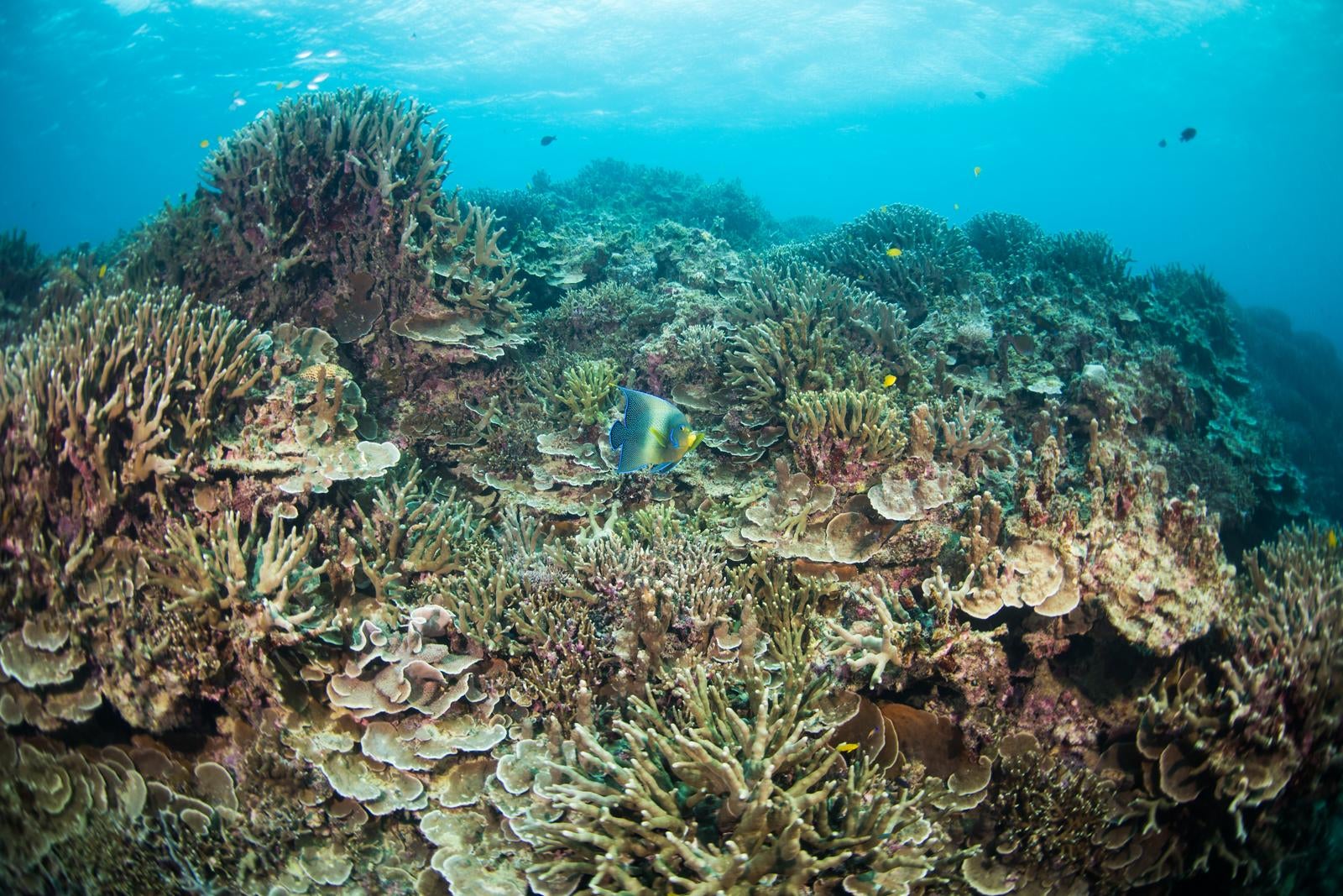 「辺野古基地の近くのサンゴ礁」の写真