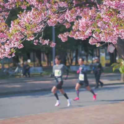 桜の季節とランナーの写真
