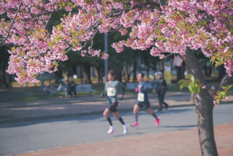桜の季節とランナーの写真