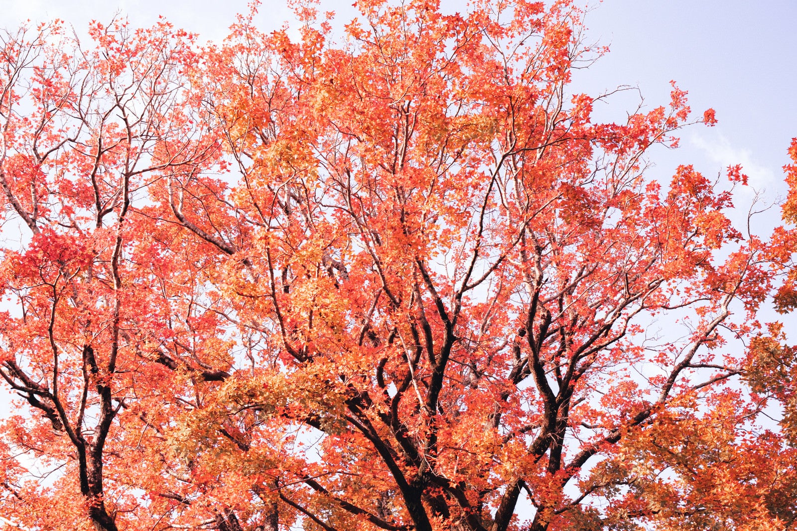 「紅葉した木々」の写真