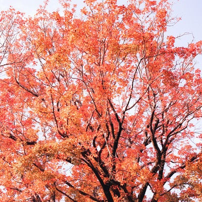 紅葉した木々の写真