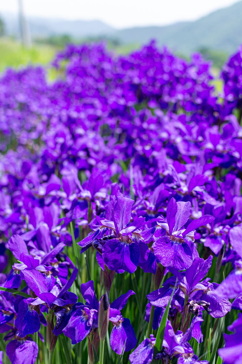 「紫色の花畑」の写真