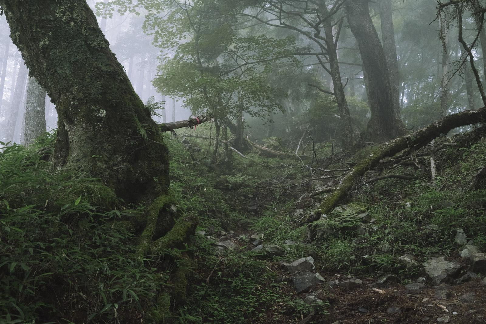 「霧が立ち込める森」の写真