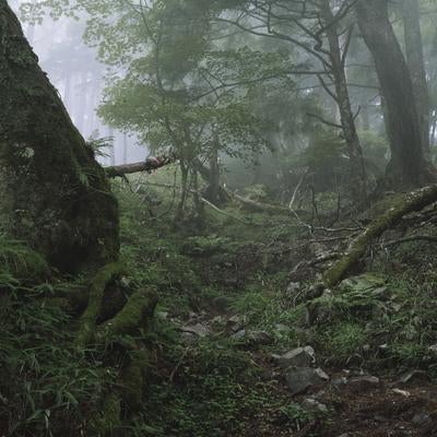 霧が立ち込める森の写真