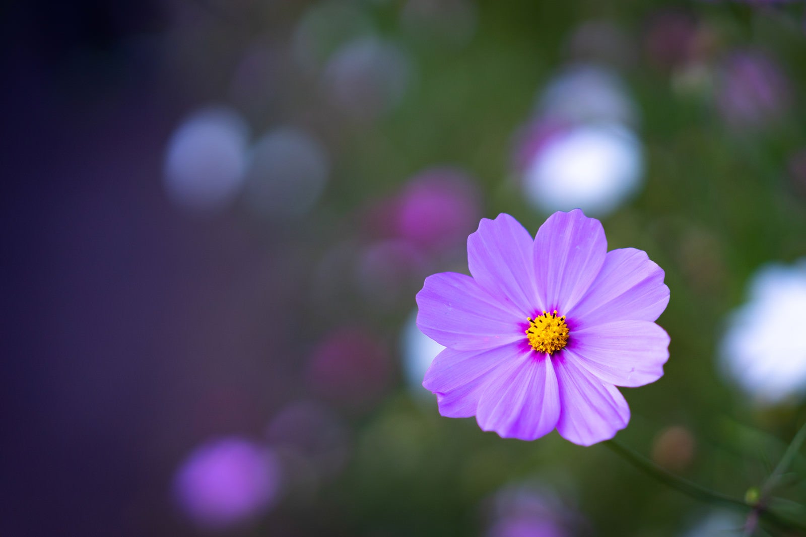 「薄紫のコスモス」の写真