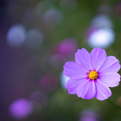 薄紫のコスモスの写真
