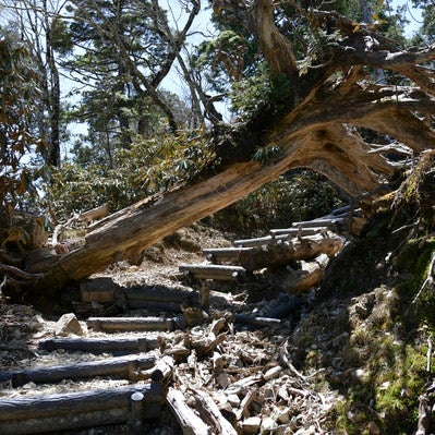 苔むした倒木（大台ヶ原大杉谷ルート）の写真