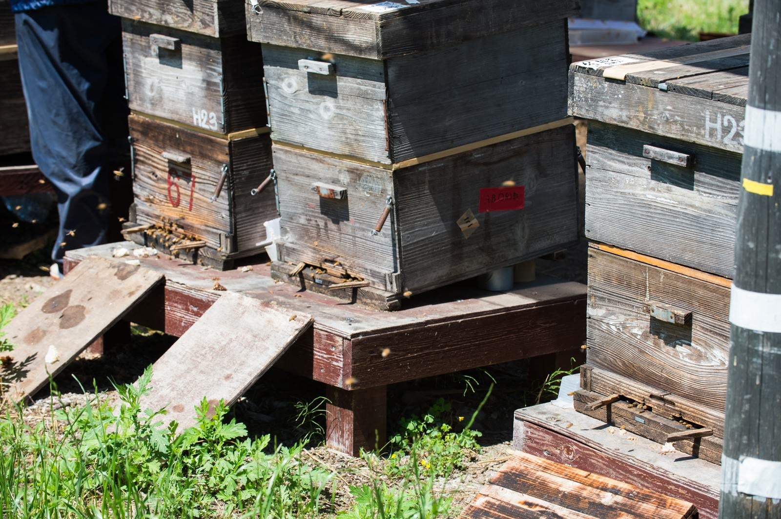 「傾斜角、方向、高さなど計算されたミツバチの巣箱」の写真