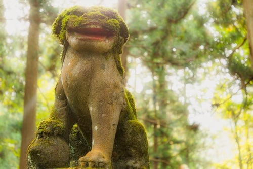 苔の狛犬（金峰神社）の写真