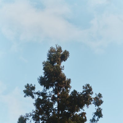 高く成長したスギの木の写真