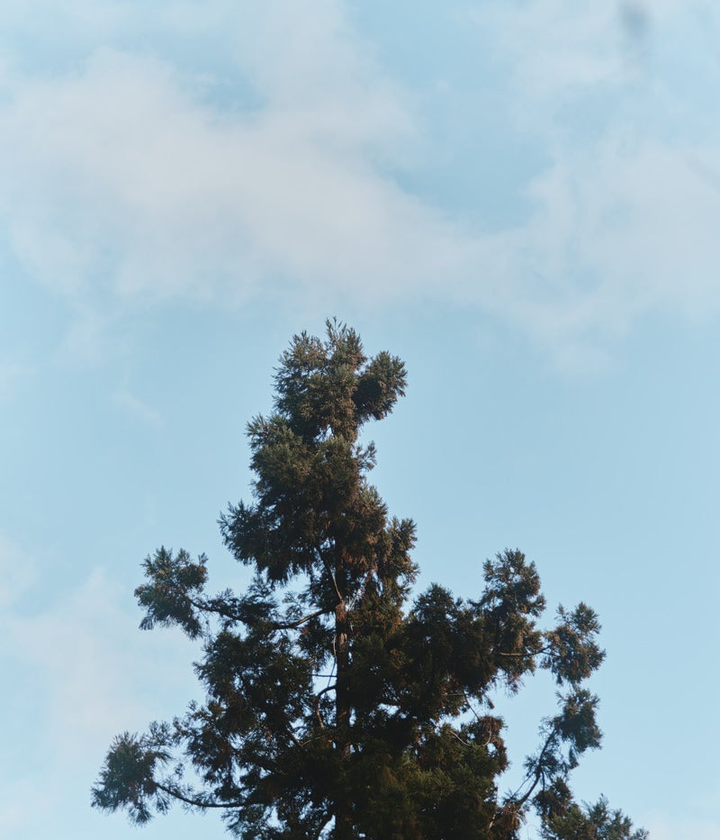 「高く成長したスギの木」の写真