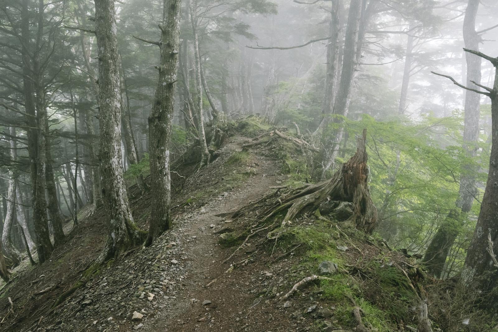 「霧の中の夜叉神峠登山道」の写真