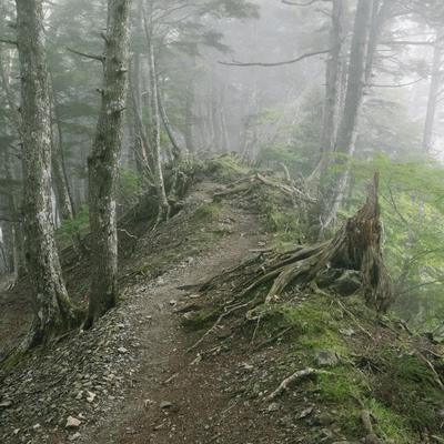 霧の中の夜叉神峠登山道の写真