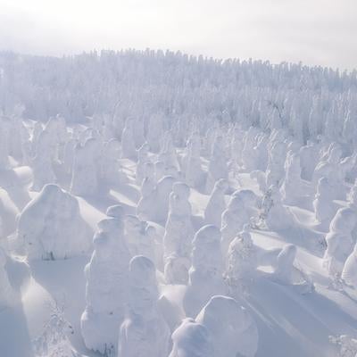 樹氷林が創り出す雪山の絶景と冬景色の写真