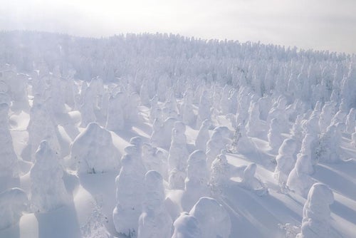 樹氷林が創り出す雪山の絶景と冬景色の写真