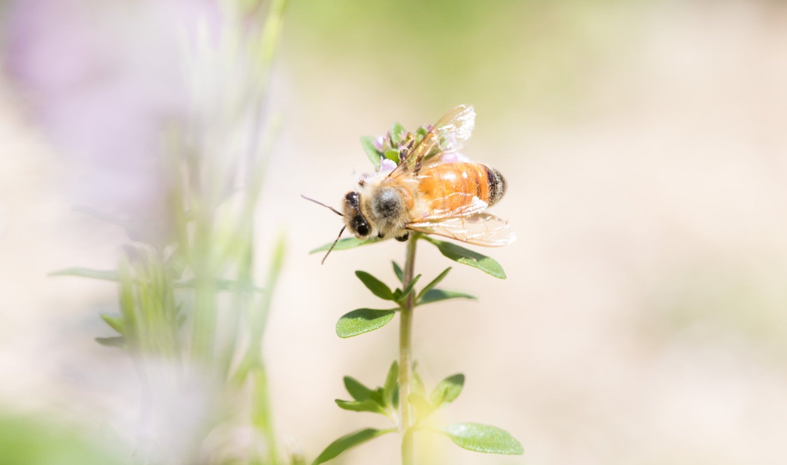 「ハーブに吸蜜に来たミツバチ」の写真